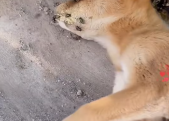 T0301019 His eyes were still searching for kindness.