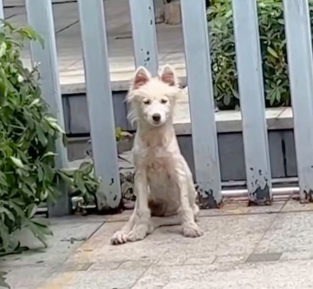 T2101023,Cute videos do not show how close this dog once was to being lost forever 💔 #dogrescue #animalhope
