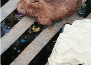 T2101022,Protecting animals starts with noticing their silent suffering 😢 #animalrescue #compassion