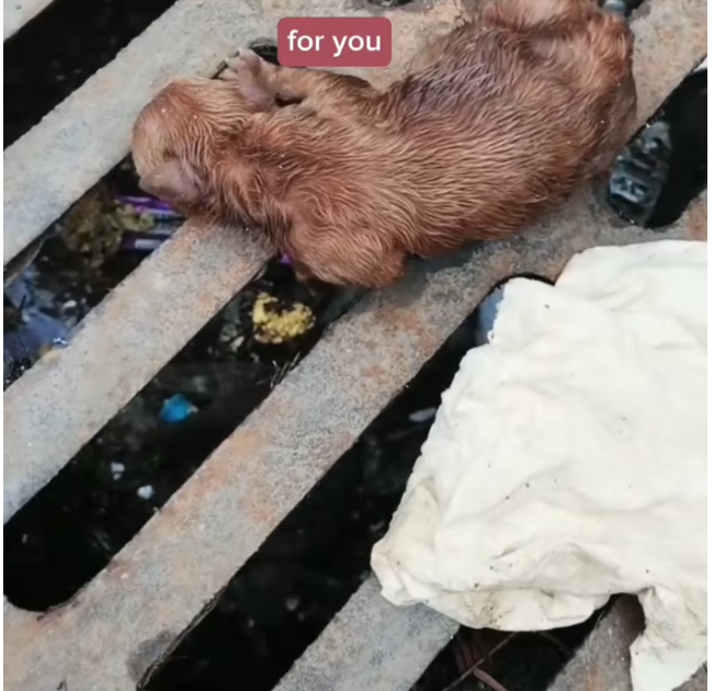 T2101022,Protecting animals starts with noticing their silent suffering 😢 #animalrescue #compassion