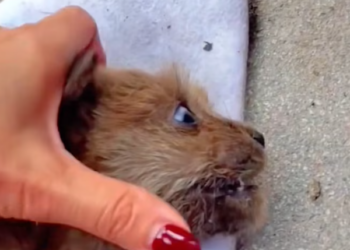 T2101021,Left alone in freezing weather this dog waited for help that almost never came 💔 #winterrescue #dogrescue