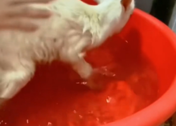 T2101019,Gentle eyes quiet pain even farm animals deserve compassion 💔 #animalrescue #kindness