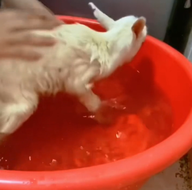 T2101019,Gentle eyes quiet pain even farm animals deserve compassion 💔 #animalrescue #kindness