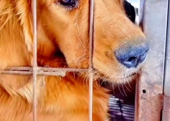 T2101018,Saved from a slaughterhouse his life began again from fear to hope 😢 #animalrescue #secondchance