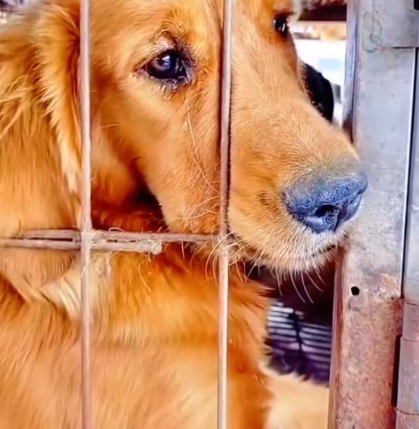 T2101018,Saved from a slaughterhouse his life began again from fear to hope 😢 #animalrescue #secondchance