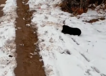 T2101017,Stuck in the snow injured and freezing this stray dog was losing strength 💔 #winterrescue #dogstory