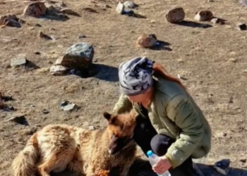 T2101015,Injured and helpless he survived only because someone did not give up on him 💔 #dogrescue #animalhope