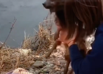 T2101014,This sweet face once knew fear more than love 😢 #animalrescue #lovedogs