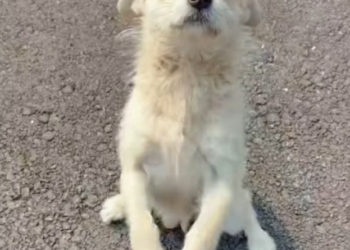 T2101013,A mother risked her life on the street begging strangers for mercy for her babies 💔 #animalmothers #dogrescue