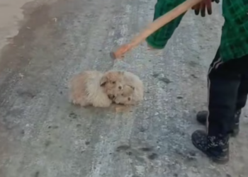 T2101012,Two dogs surrounded by flowers but their past was far from beautiful 😢 #dogrescue #animalstory