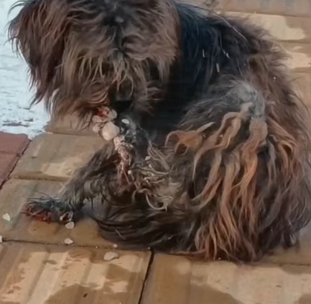 T2101011,Cute moments do not show the loneliness this dog once endured 💔 #animalrescue #lovedogs