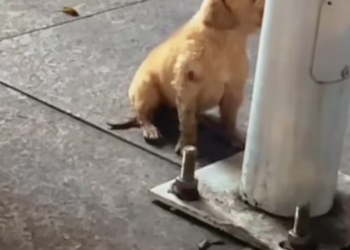 T2101010,Weak and sick on the street this stray dog was waiting for someone to care 😢 #dogrescue #animalstory