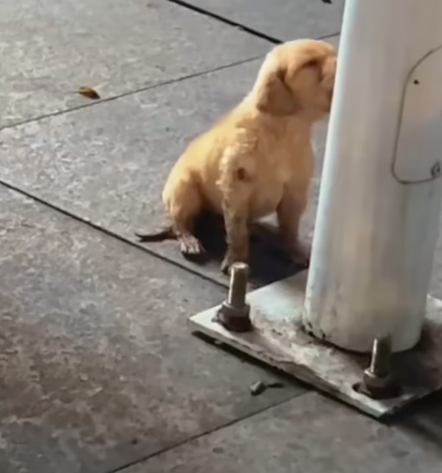 T2101010,Weak and sick on the street this stray dog was waiting for someone to care 😢 #dogrescue #animalstory