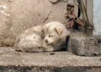 T2101009,Pregnant sick and hiding in an abandoned house her strength was fading fast 💔 #animalrescue #dogstory