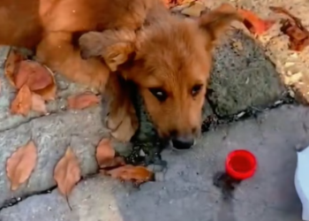 T2101008,Once abandoned and forgotten on the street this dog still believed in kindness 😢 #dogrescue #animalhope