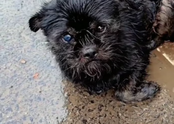 T2101007,A stray dog injured on the roadside suffering quietly while the world rushed past 💔 #animalrescue #dogstory