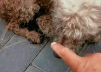 T2101005,They call it cute but this life was once ignored and left behind 💔 #animalrescue #lovedogs