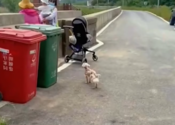 T2101004,Behind this sweet face is a journey full of fear pain and unexpected hope 😢 #dogrescue #animalcare