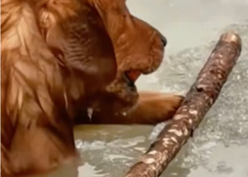 T2101003,Cute moments often hide painful beginnings would you guess what this dog has been through 💔 #animalstory #lovedogs