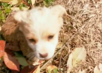 T2101002,So small and adorable yet silently carrying a past no one noticed 😢 #cuteanimals #dogrescue #hope