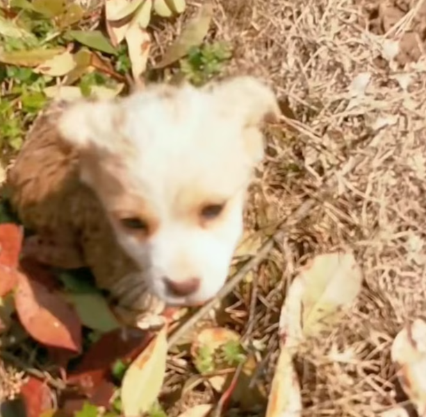 T2101002,So small and adorable yet silently carrying a past no one noticed 😢 #cuteanimals #dogrescue #hope