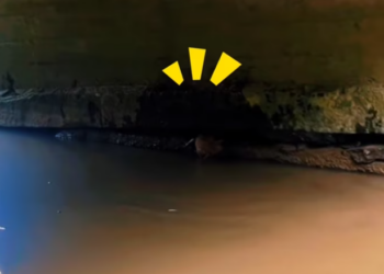 T1601044 Fear made it curl up, but hope still lived.