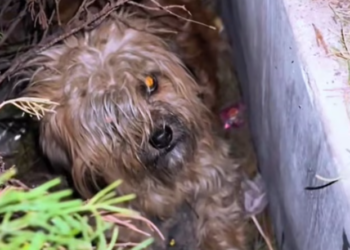 T1601049 Even when the world turned away, it kept living.