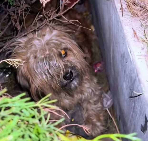 T1601049 Even when the world turned away, it kept living.