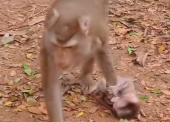 T1601045 Shaking in silence, wishing for a small miracle.