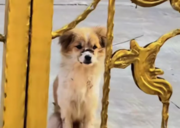 T1601030 Behind the silence was a cry no one heard.