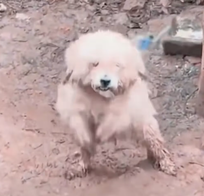 T1601028 It flinched at every sound.