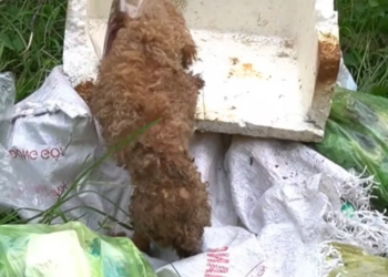 T1601024 It didn’t resist, it simply endured.