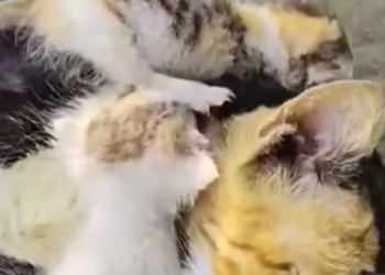 T1601023 A life left behind without anyone noticing.