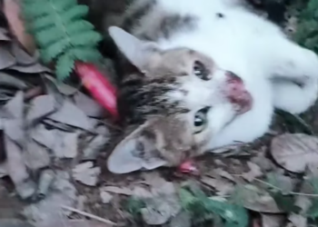 T1601005 Every scratch tells a story of pain it cannot explain.