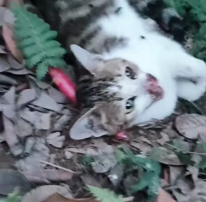 T1601005 Every scratch tells a story of pain it cannot explain.