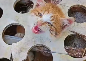 T1601046 No life is meant to suffer like this.