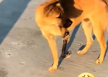 T2201001,Found him lying on the street with a badly injured leg every step was pain every breath was hope 💔 #dogrescue #animalrescue #compassion