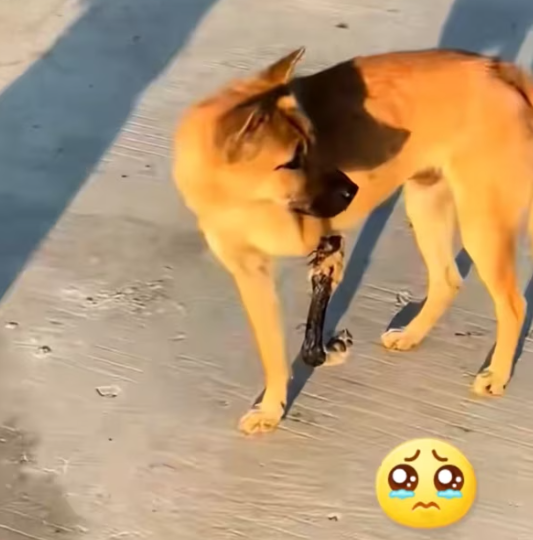 T2201001,Found him lying on the street with a badly injured leg every step was pain every breath was hope 💔 #dogrescue #animalrescue #compassion