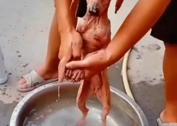 T2201003,Cute on the outside but many animals suffer silently around us will you notice them 💔 #animalstory #kindness