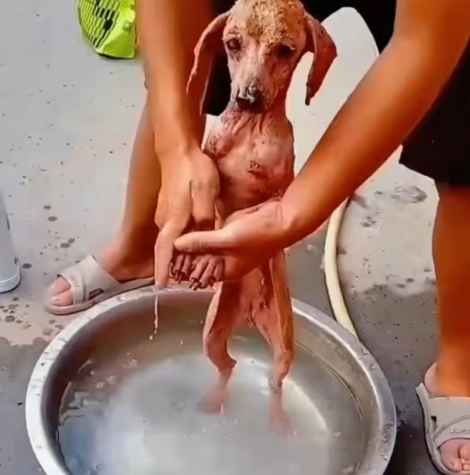 T2201003,Cute on the outside but many animals suffer silently around us will you notice them 💔 #animalstory #kindness