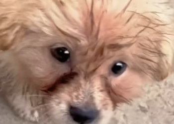 T2201004,This sweet face hides a past filled with fear and loneliness 😢 #dogrescue #animalcare