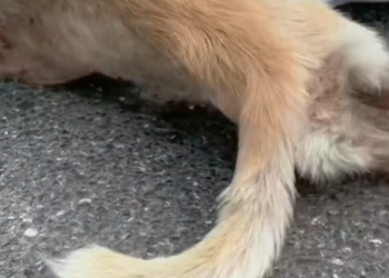 T2201005,They are innocent loving and helpless protecting them is our responsibility 💔 #animalrescue #choosekindness