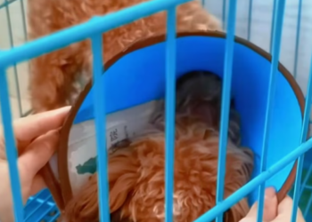 T2201006,Cute moments never show the days they were ignored and hungry 😢 #dogrescue #animalstory