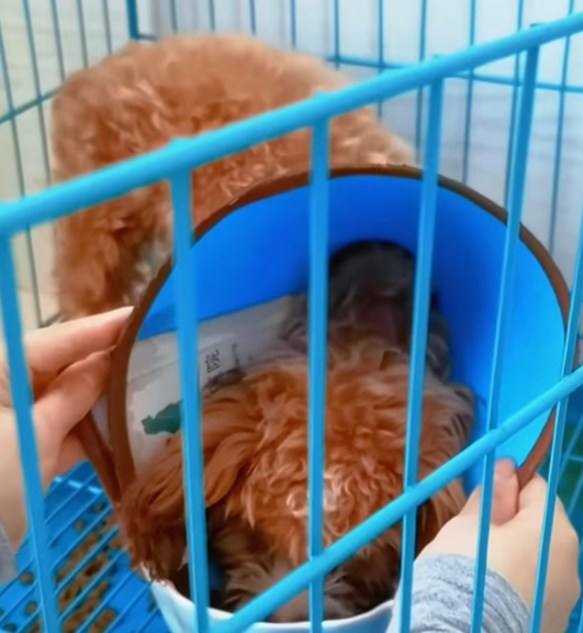 T2201006,Cute moments never show the days they were ignored and hungry 😢 #dogrescue #animalstory