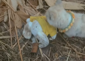 T2201007,Such a gentle soul yet life was never gentle to him 💔 #animalrescue #lovedogs