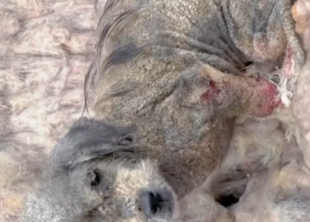 T2201008,Adorable eyes painful past some stories deserve to be told 😢 #dogrescue #animalhope