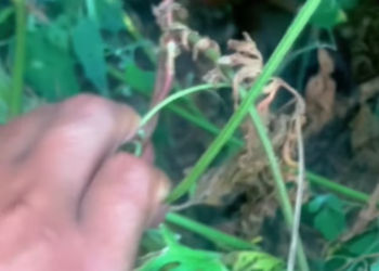 T2201009,Behind this cute look is a life that once struggled to survive 💔 #animalrescue #dogstory