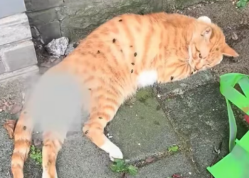 T0301021 He learned silence before he learned safety.