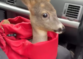 T0701008 Out of water, out of strength.