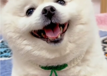 T2201010,They call it cute but this dog once knew only fear and hunger 😢 #animalrescue #lovedogs